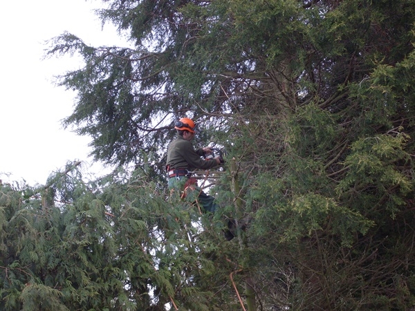 Tree surgery Tree surgery