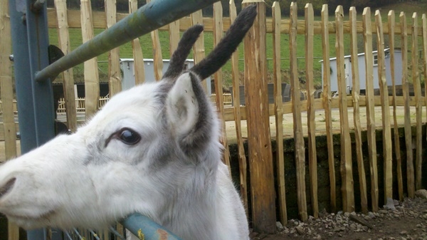 4 One very cute reindeer with a cleft picket fence One very cute reindeer with a cleft picket fence