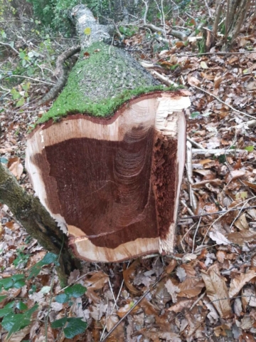 Yummy brown Oak ready to be urned into something wonderful.... Brown Oak