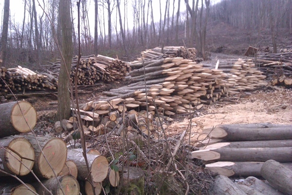 5 Another load of cleft Chestnut fence posts ready for collection Another load of cleft Chestnut fence posts ready for collection