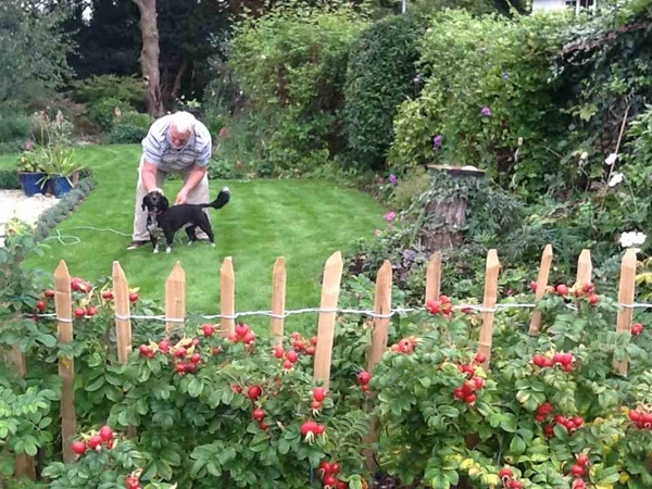 6 Cleft Chestnut fence for dogs - Paling is a great solution for keeping dogs in Cleft Chestnut fence for dogs - Paling is a great solution for keeping dogs in