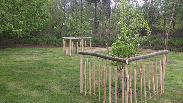 9 Cleft Chestnut paling tree guards for sheep Cleft Chestnut paling tree guards for sheep