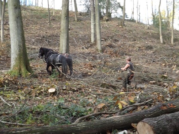 Horse logging with Crunchie's Cobs Horse logging with Crunchie's Cobs