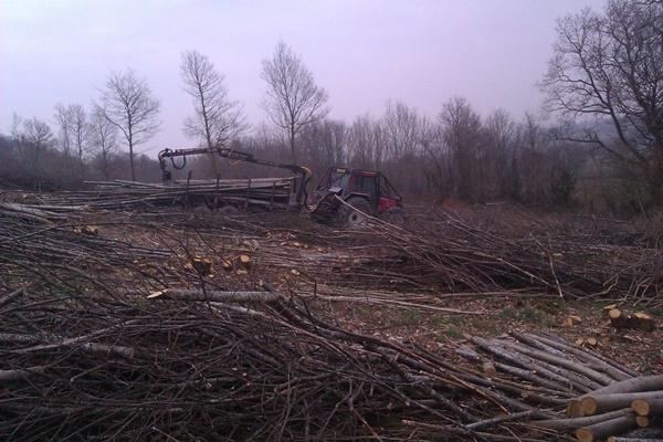 Extracting Chestnut poles after coppicing Extracting Chestnut poles after coppicing