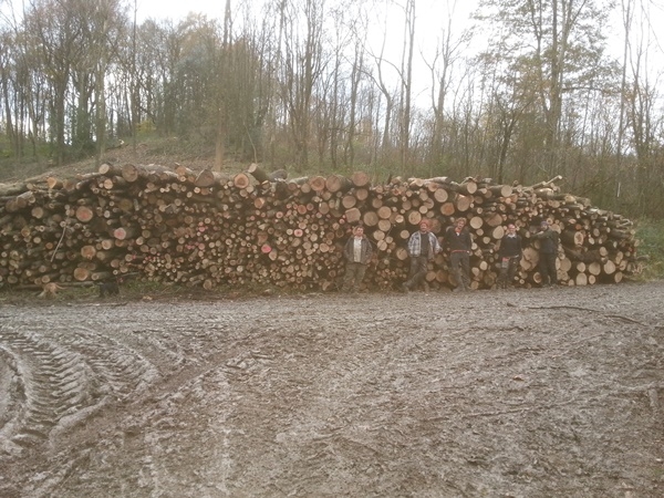 Our forestry team with a firewood harvest from thinning ash trees Our forestry team with a firewood harvest from thinning ash trees